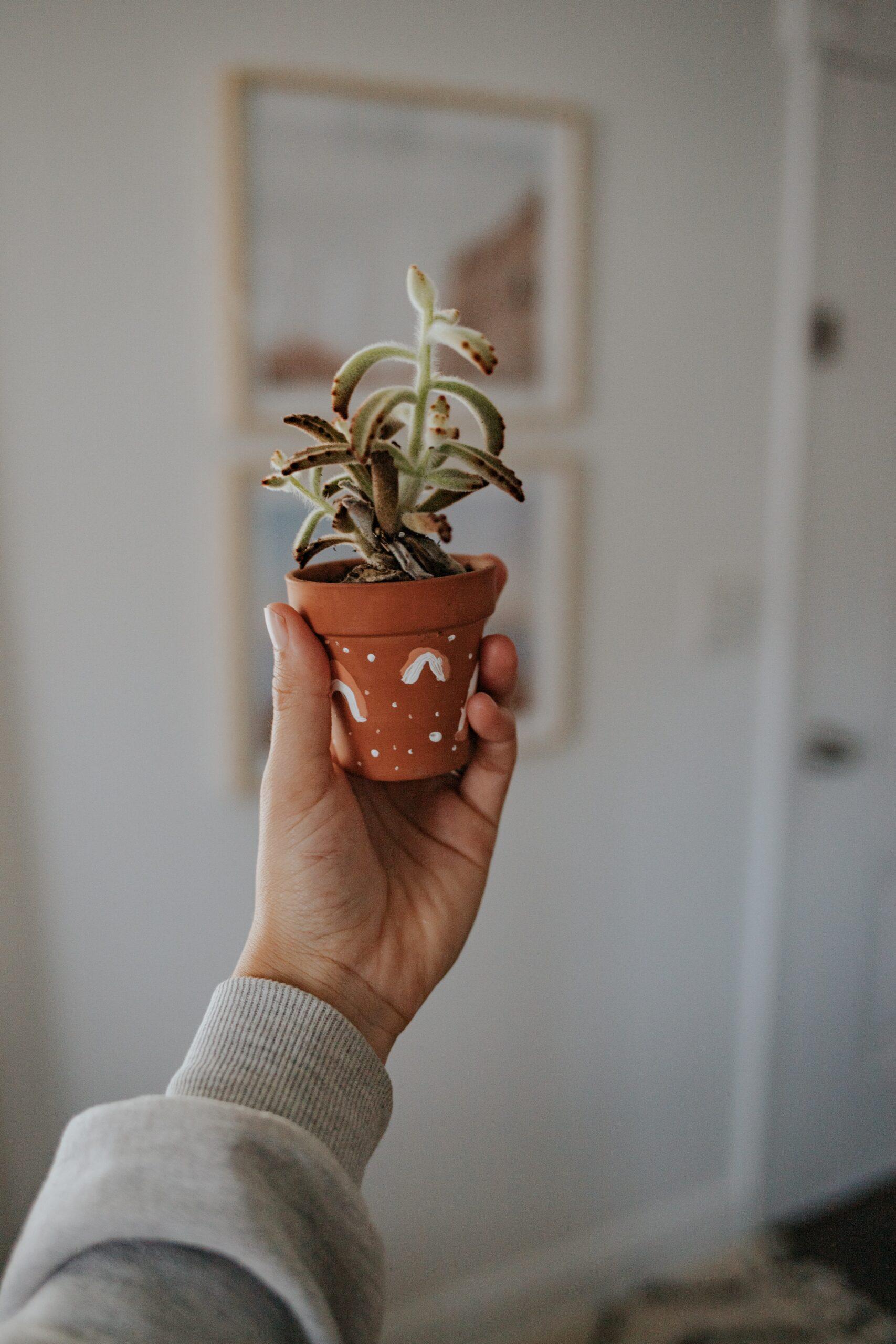 Hand holding a succulent in a terra cotta pot
