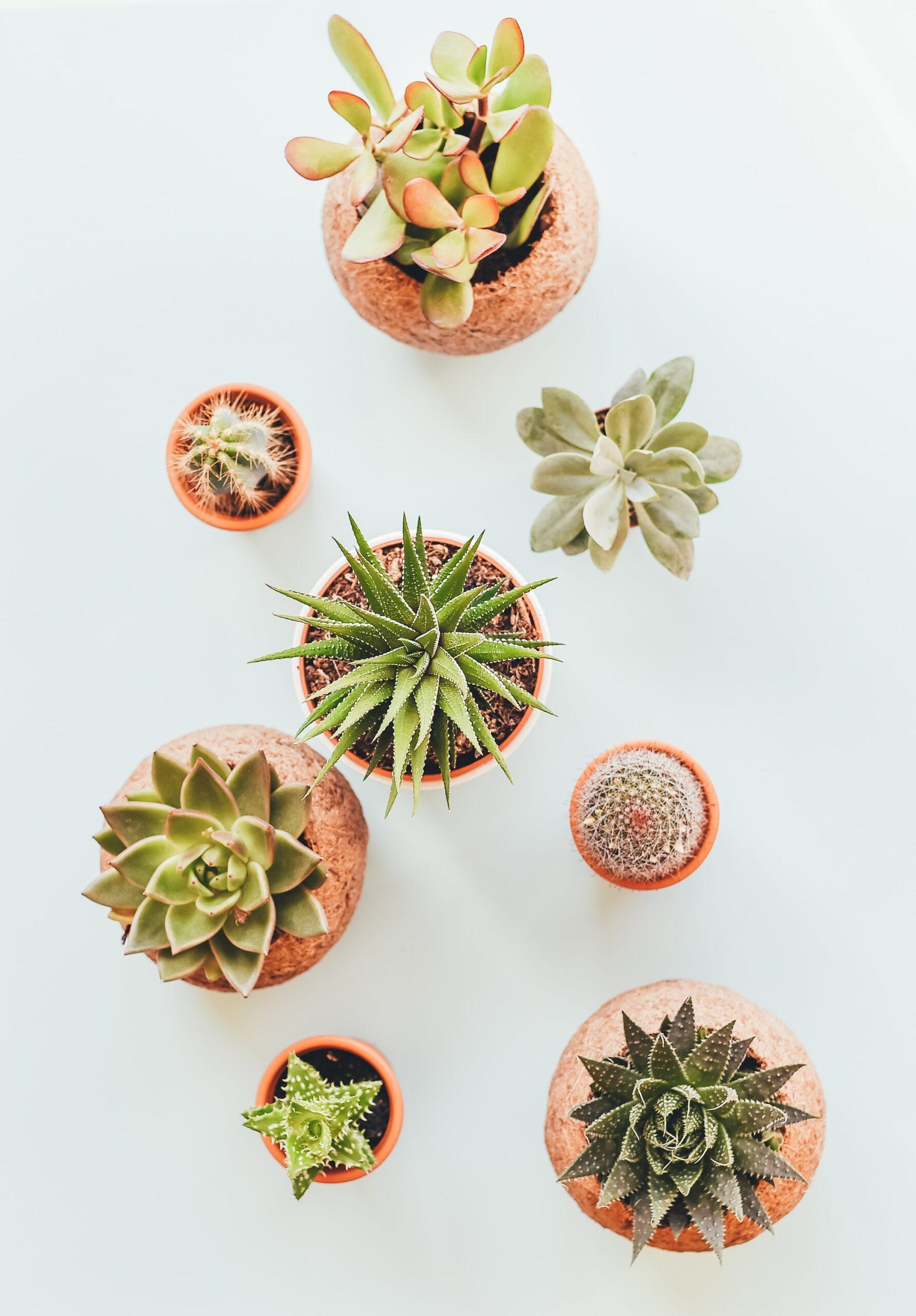 Succulents on a table